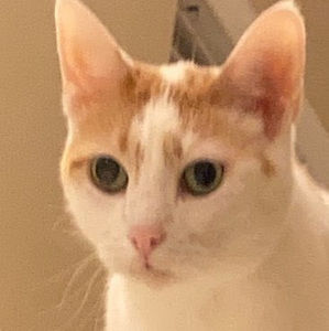 Meet your Posher, Sami